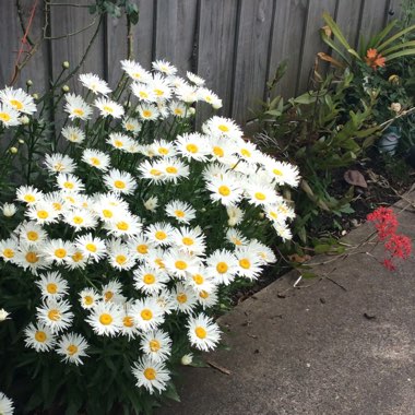 Leucanthemum x superbum 'Shaggy'