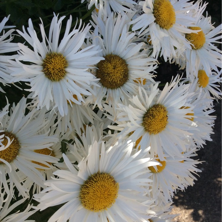 plant image 302805