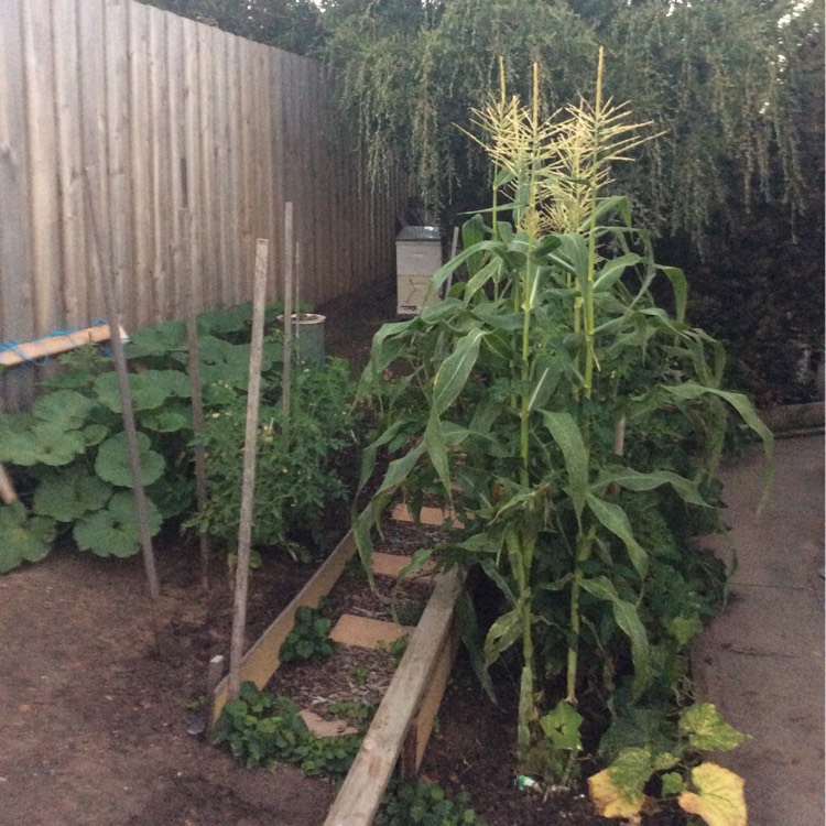 plant image 309992