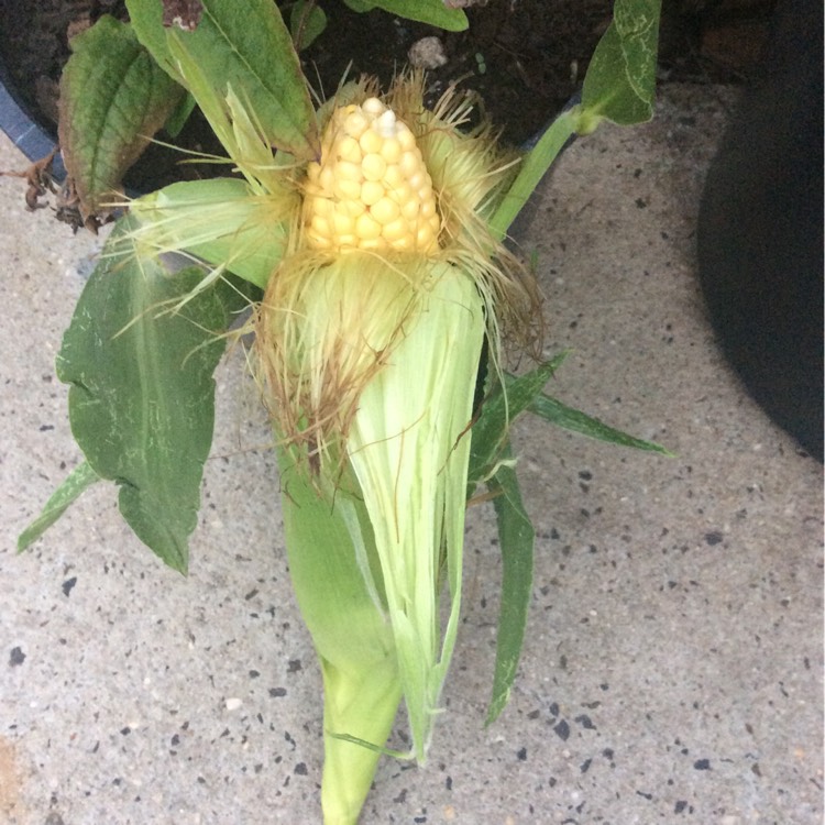 plant image 309993