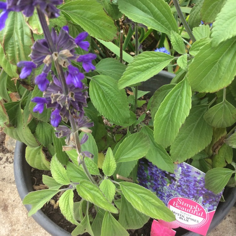 plant image 316663