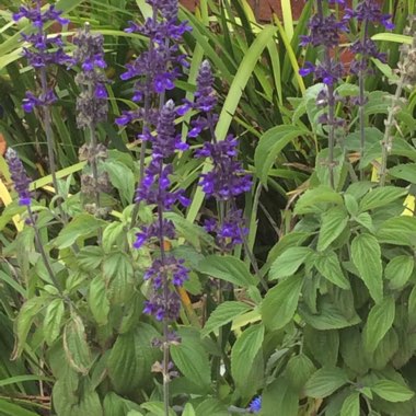 Salvia longispicata x farinacea 'Mystic Spires'