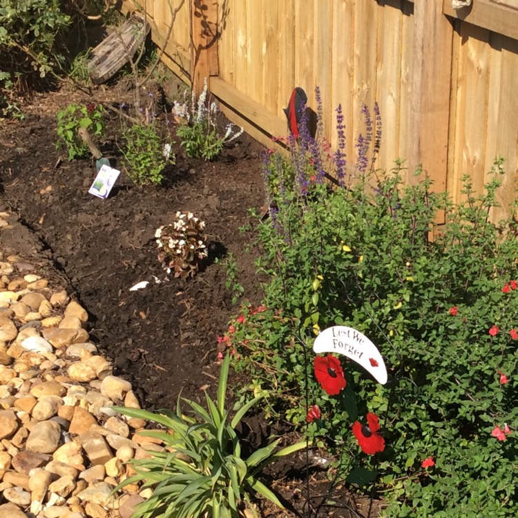 plant image 351683