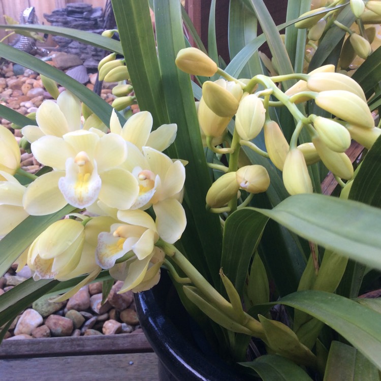 Plant image Cymbidium Plemont gx 'Mont Millais'