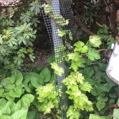 Vitis