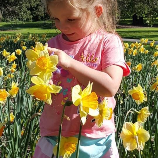 Plant image Narcissus 'King Alfred'