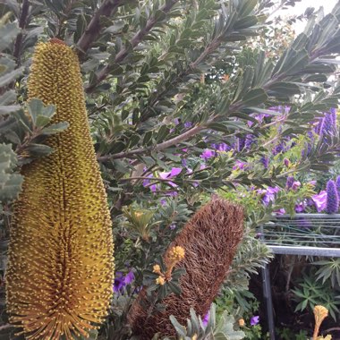 Banksia lehmanniana