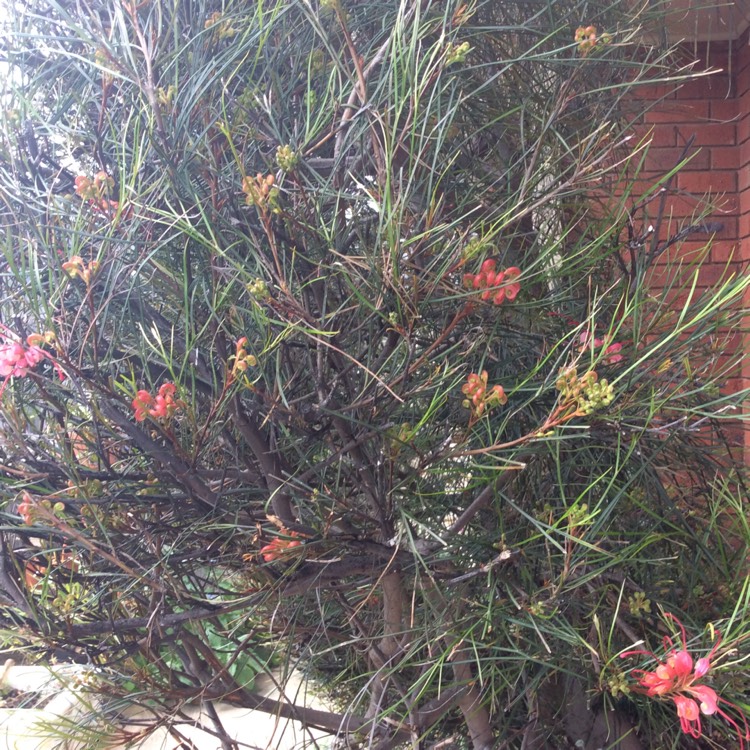 Plant image Grevillea 'Sunset Bronze'