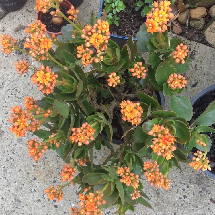 Plant image Kalanchoe blossfeldiana 'orange'
