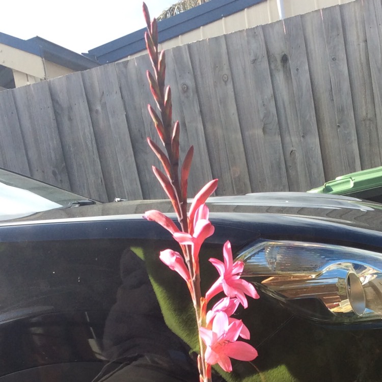 Plant image Watsonia borbonica