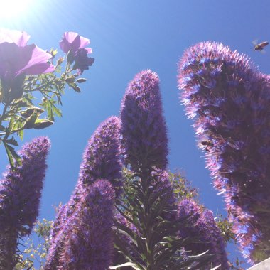 Echium candicans syn. Echium fastuosum