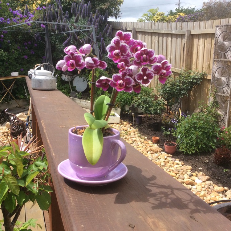 plant image 568406