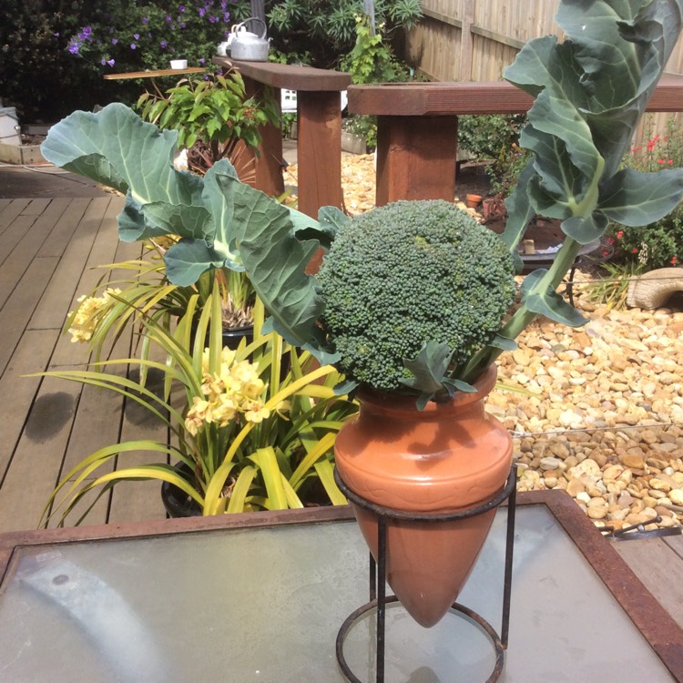 plant image 572114