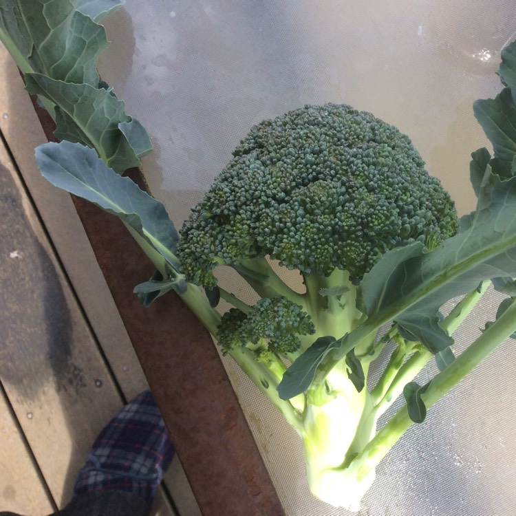 Plant image Brassica oleracea (Italica Group)