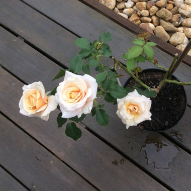 Razor's garden