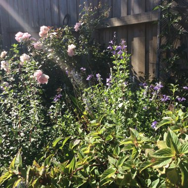 Razor's garden