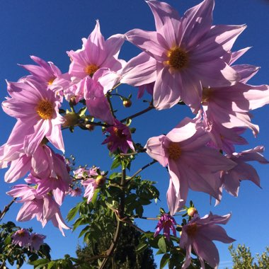 Dahlia (Species) Tree Dahlia