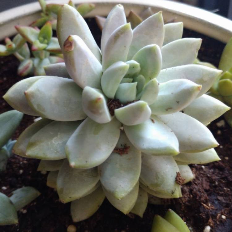 plant image 739792