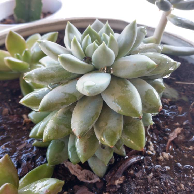 plant image 860352