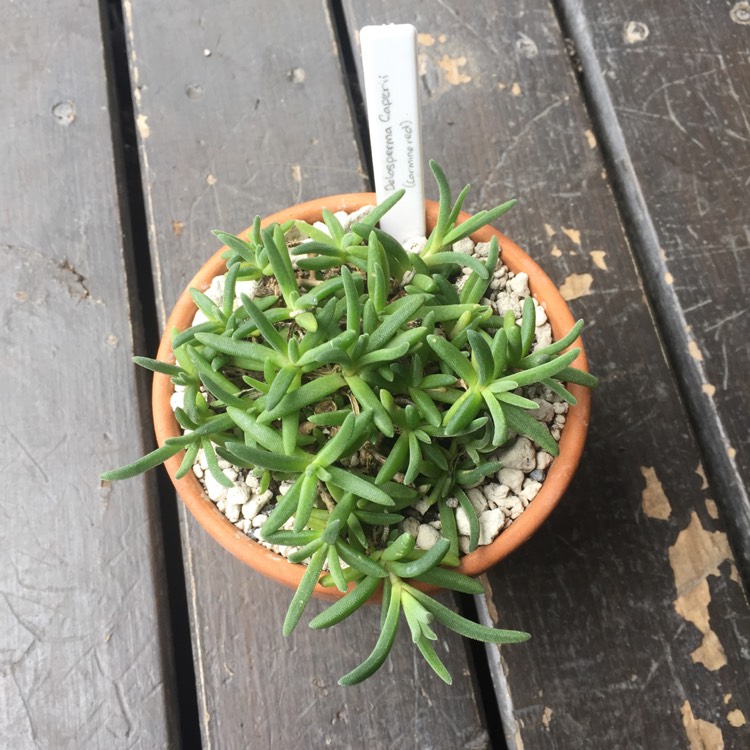 Plant image Delosperma cooperi 'Jewel of Desert Grenade' (Jewel of Desert Series)