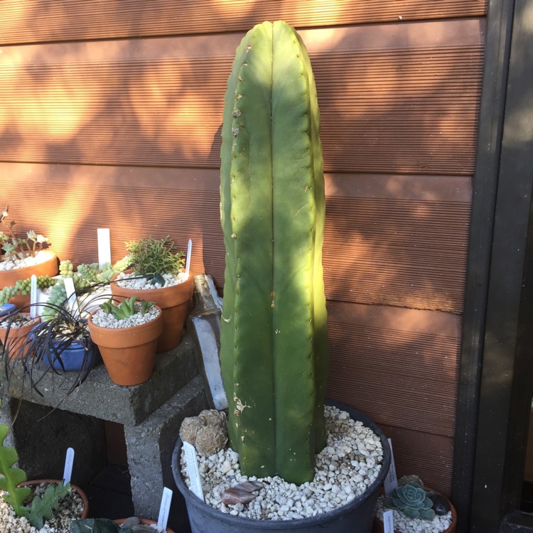 Plant image Trichocereus Scopicola