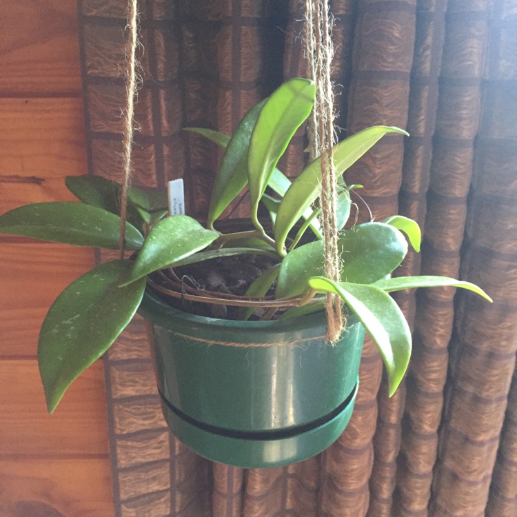Plant image Hoya pubicalyx 'Red Buttons'