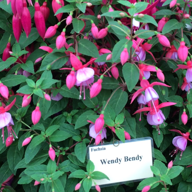 plant image 419848