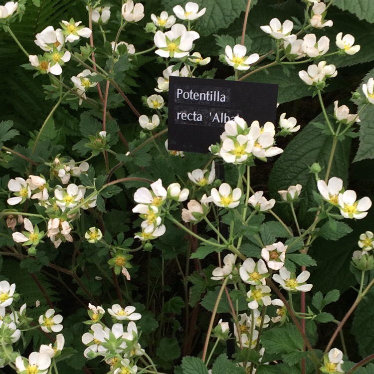 Plant image Potentilla recta 'Alba'