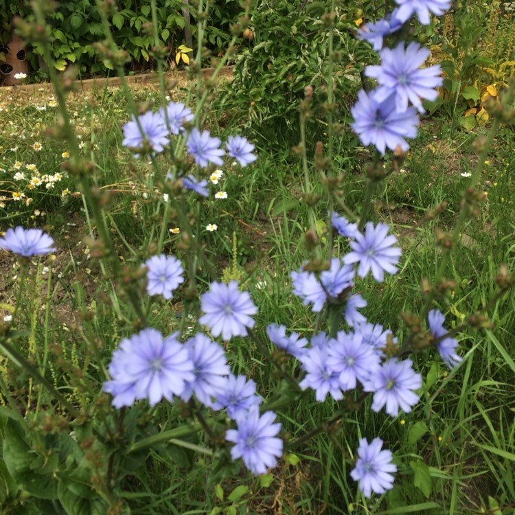 plant image 461812