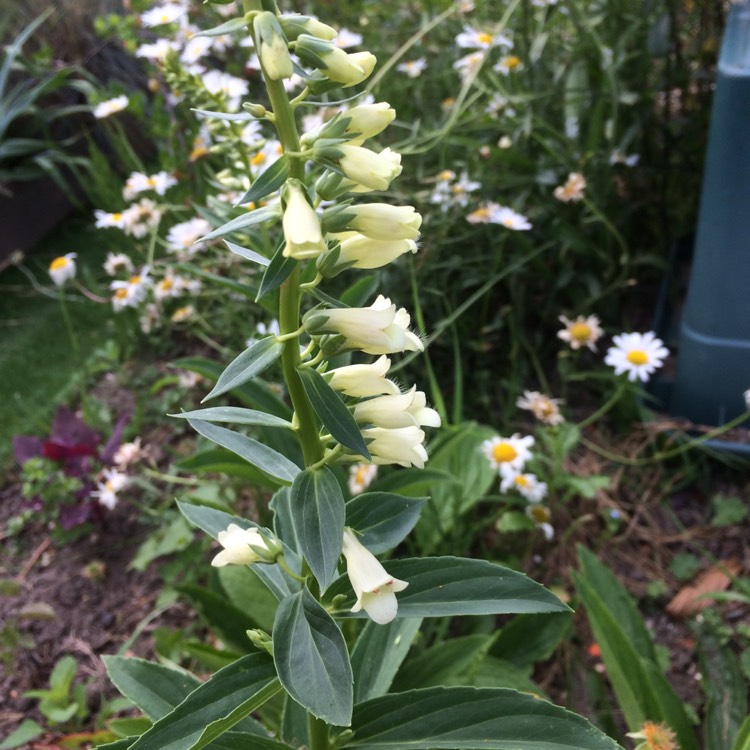 Plant image Digitalis lutea