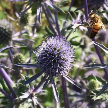 Sea Holly 'Big Blue'