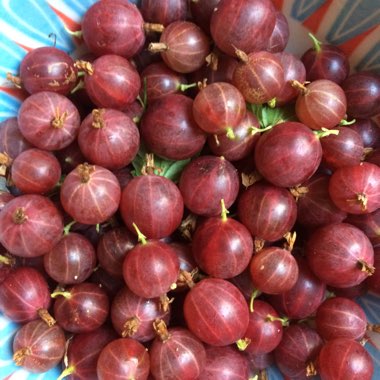 Gooseberry
