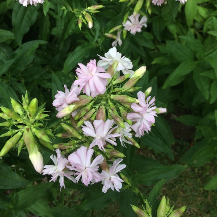 Plant image Saponaria officinalis 'Rosea Plena'