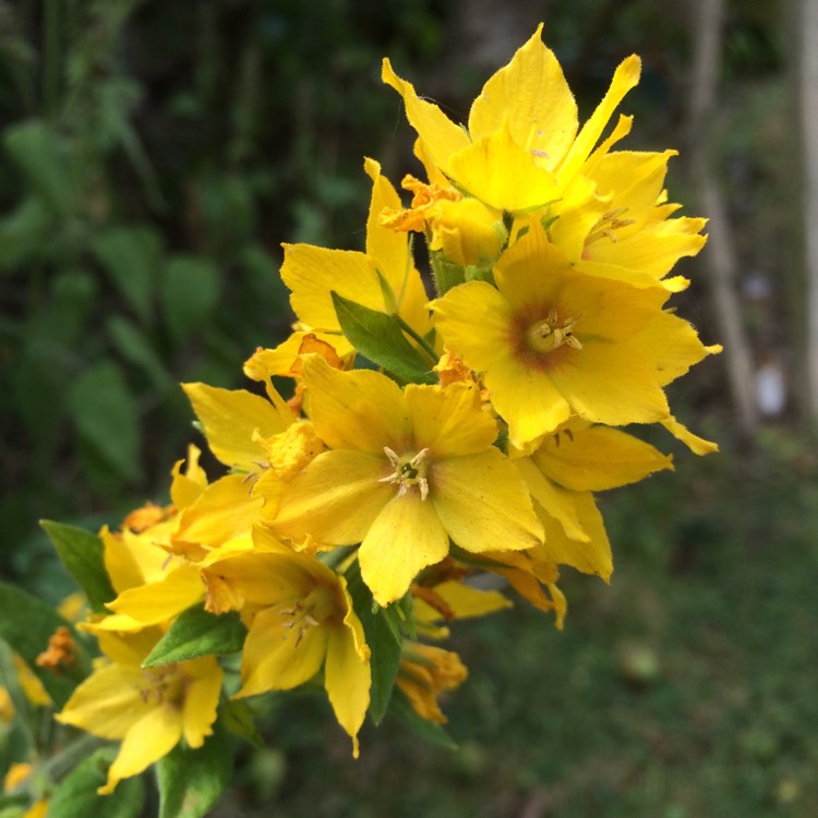 Plant image Graptopetalum Glassii