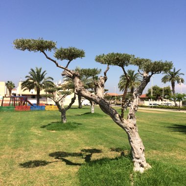 Olive Tree