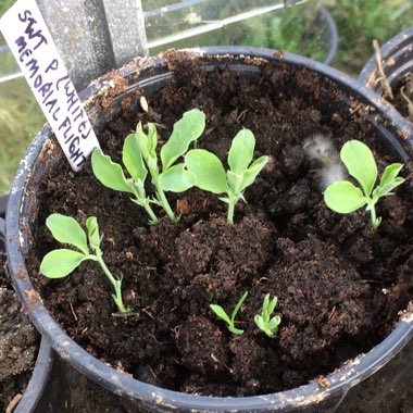 Sweet Pea 'Memorial Flight'