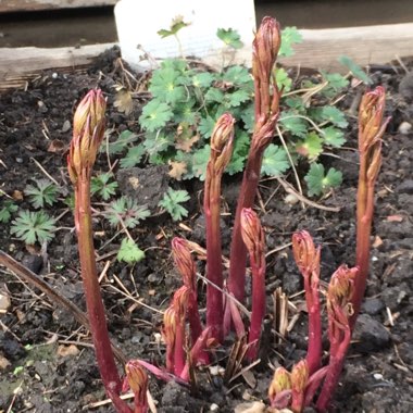 Peony 'Sarah Bernhardt' (Herbaceous)