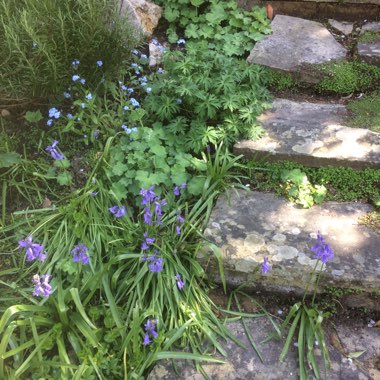Spanish Bluebell