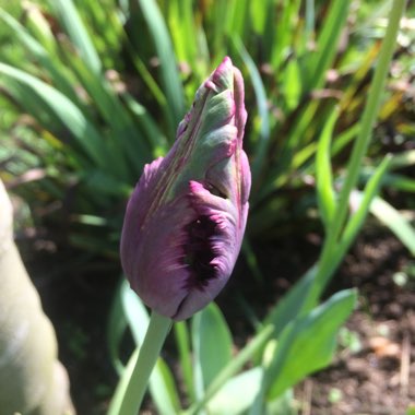 Tulip 'Black Parrot' (Parrot)