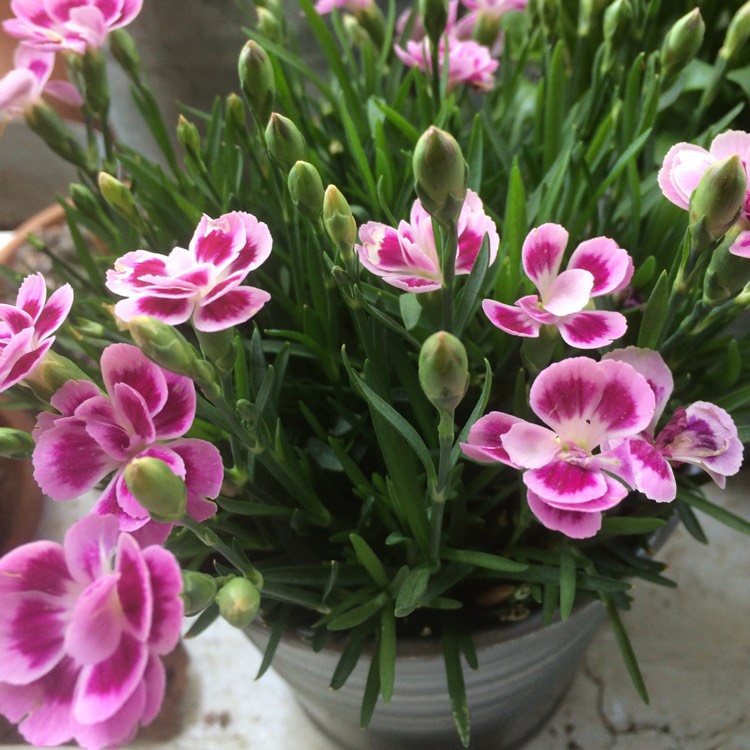 Plant image Dianthus 'Pink Kisses'