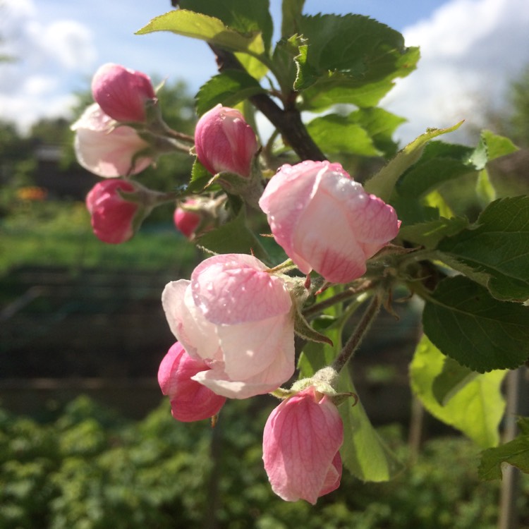 Plant image Malus domestica 'James Grieve'