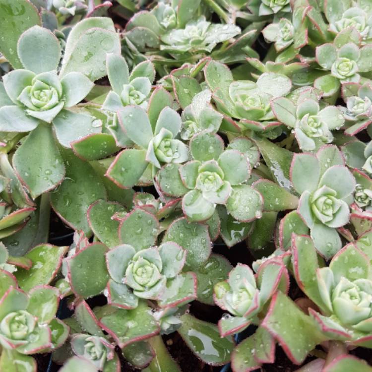 plant image 872963