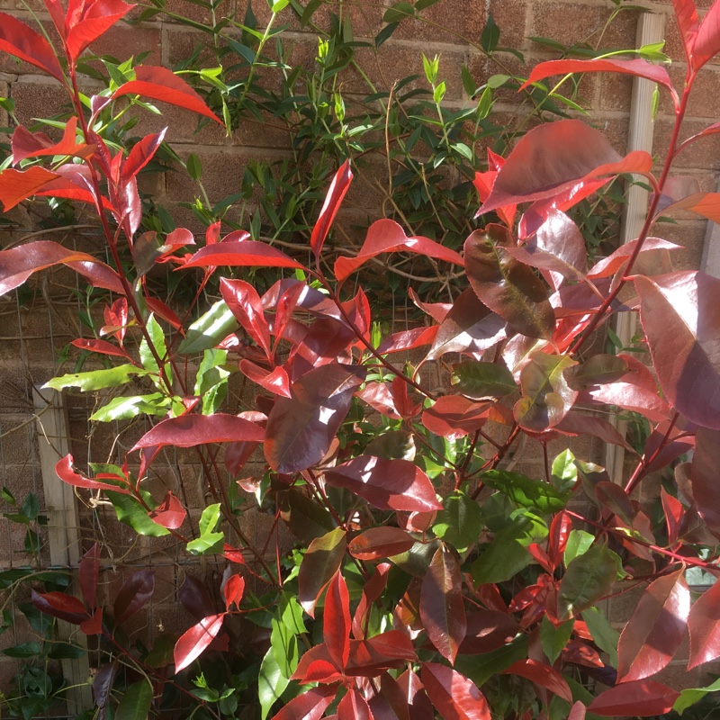 plant image 75939 plant image 75939