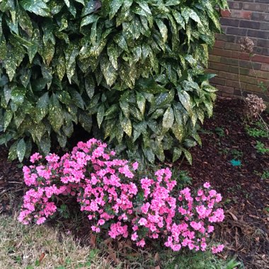 Lindsey's garden