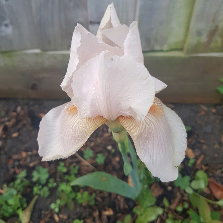 Plant image Iris x germanica 'Gudrun'