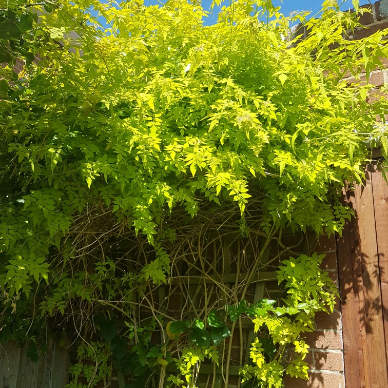 plant image 140520