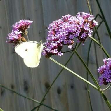 Purple Top Vervain