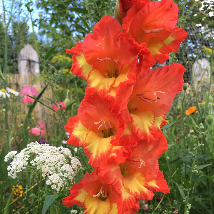 Света гладиолусы. Gladiolus byzantinus Гладиолус Византийский. Гладиолус Мон Амур. Гладиолус сорт Мон Амур.