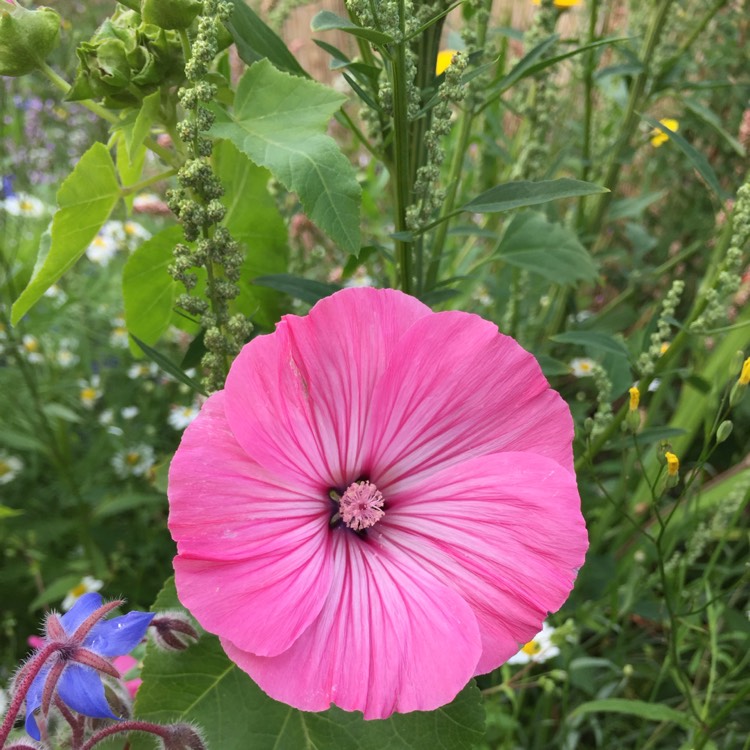 plant image 186974
