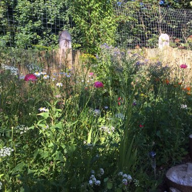 Wayne's garden